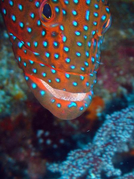 SIMILAN nov  2008 .PHOTO PHILIPPE (122).JPG
